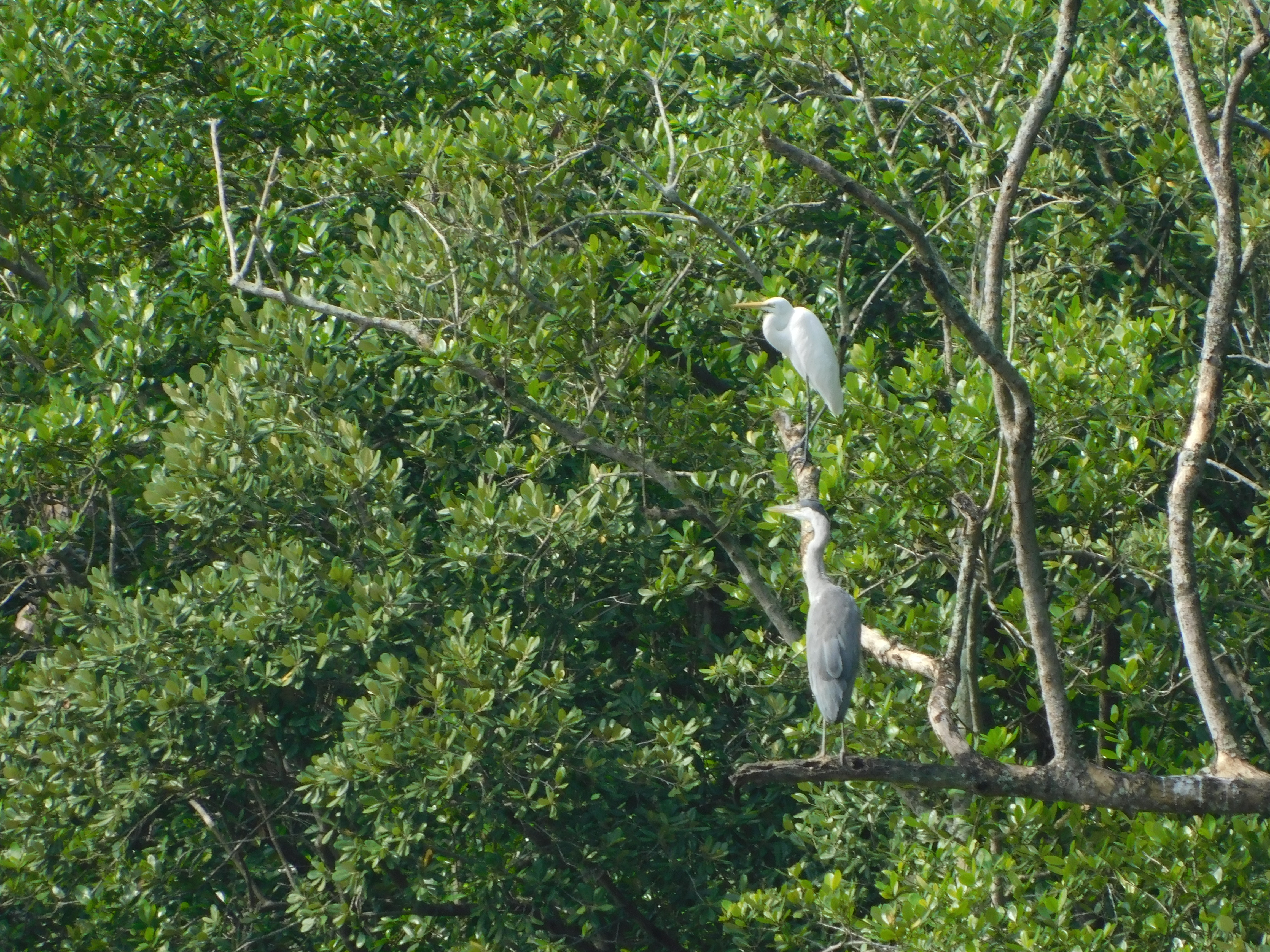 Intermediate egret and grey heron