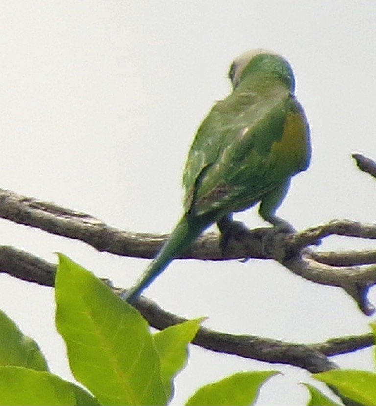 Green parrot 