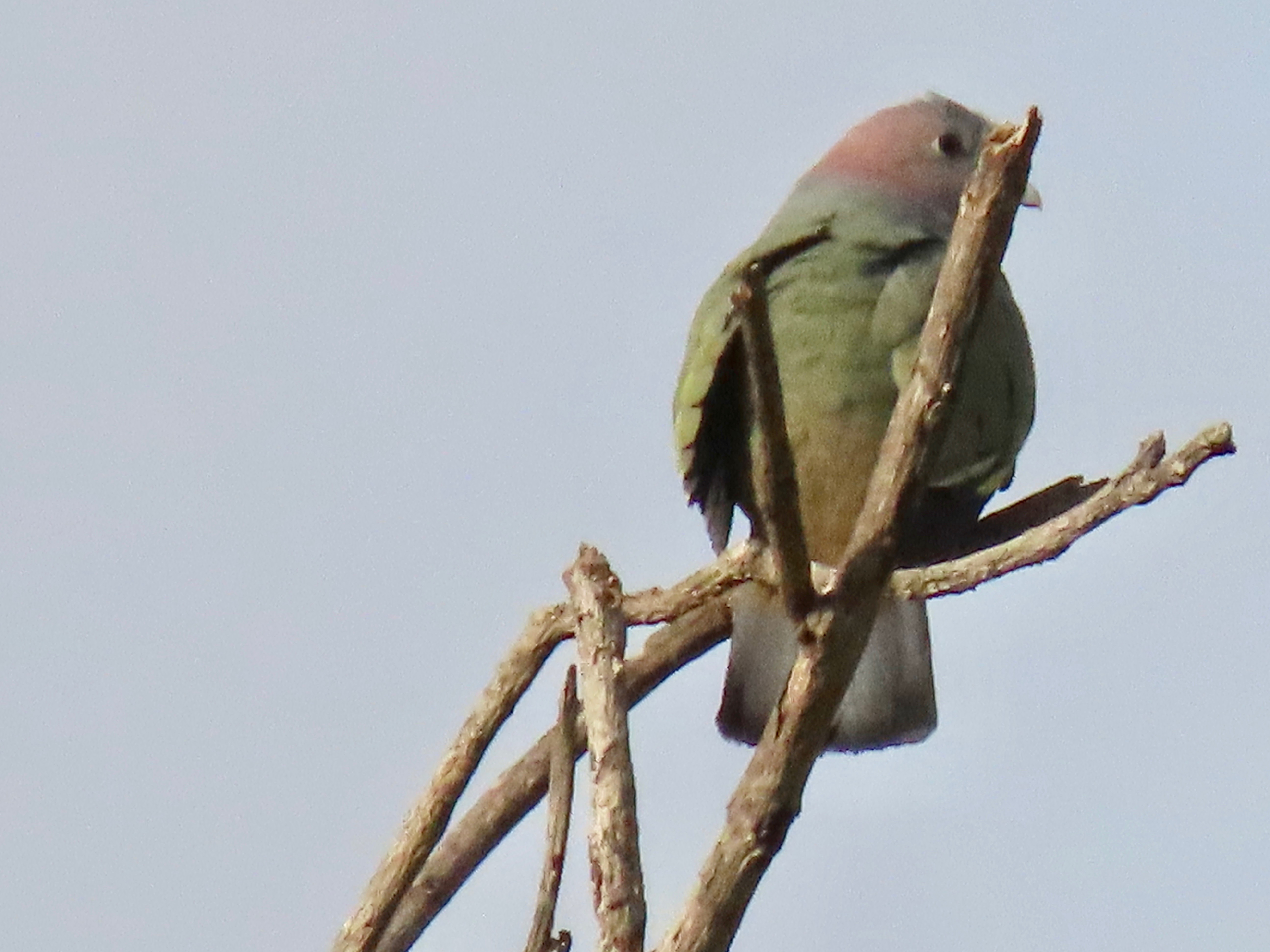 Pink-necked green pigeon 
