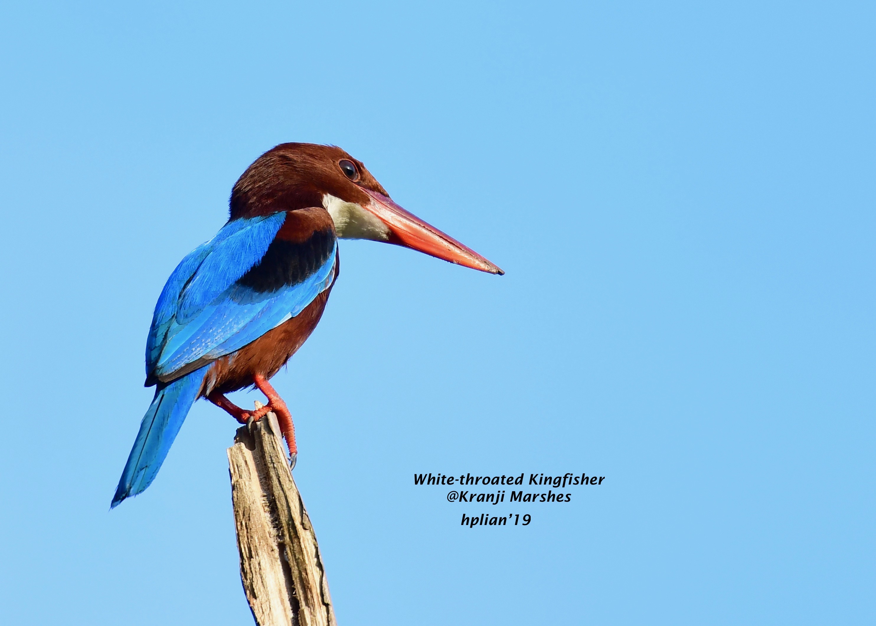 white-throated-kingfisher-halcyon-smyrnensis-biodiversity-and