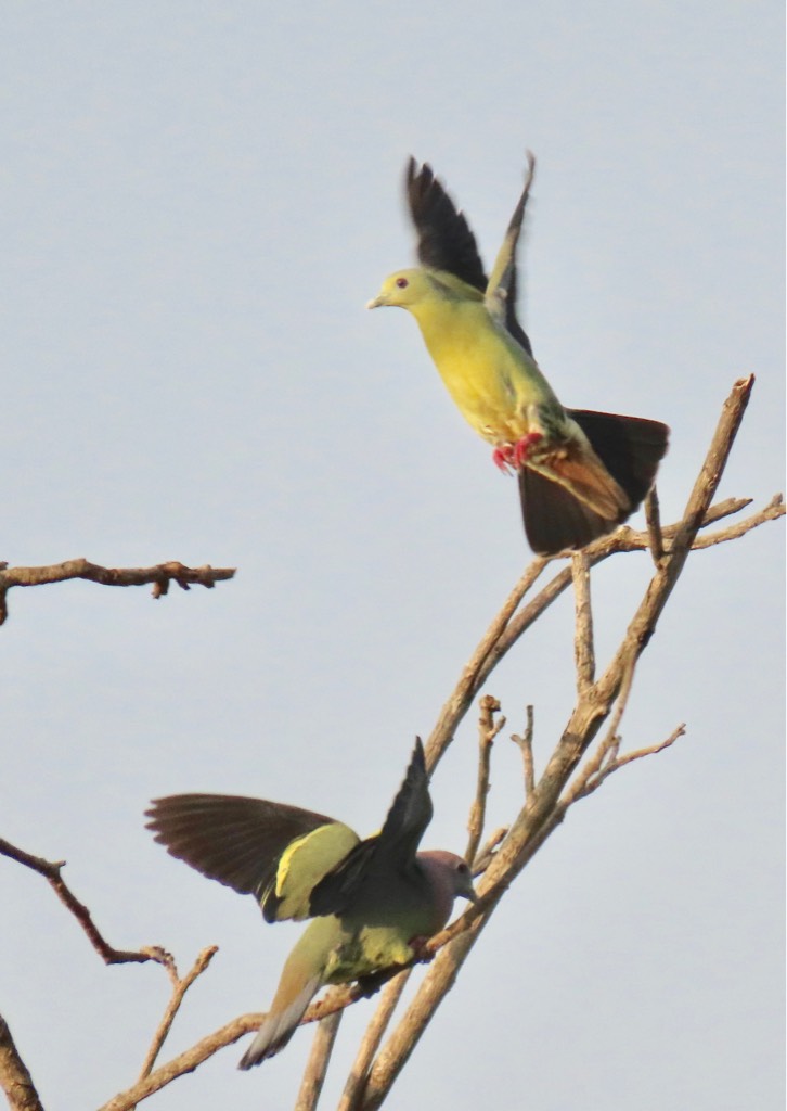 Pink-necked green pigeons 