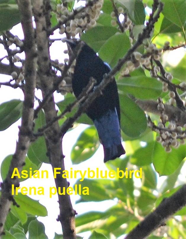Asian fairy-bluebird  