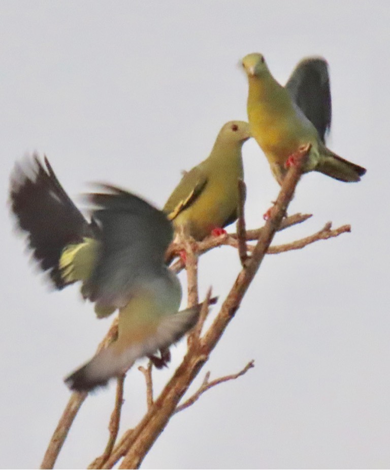 Pink-necked green pigeons