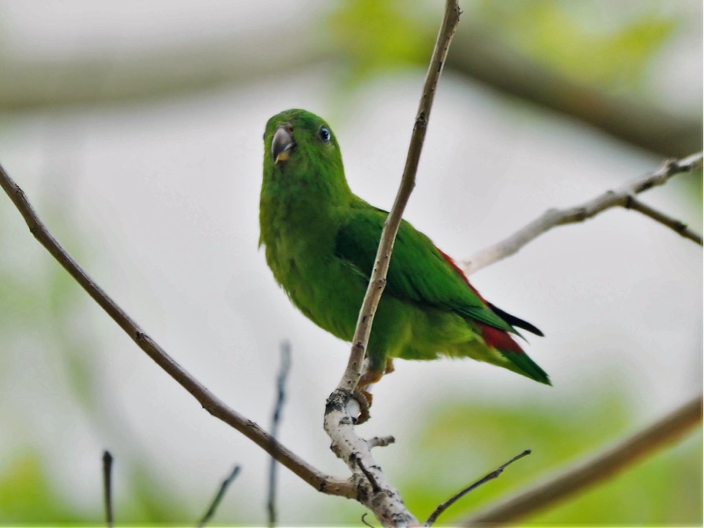 Blue-crowned hanging parrot 