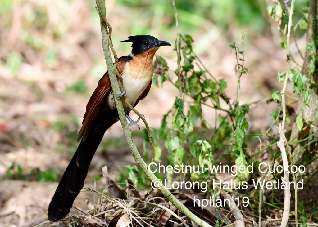 Chestnut-winged cuckoo 