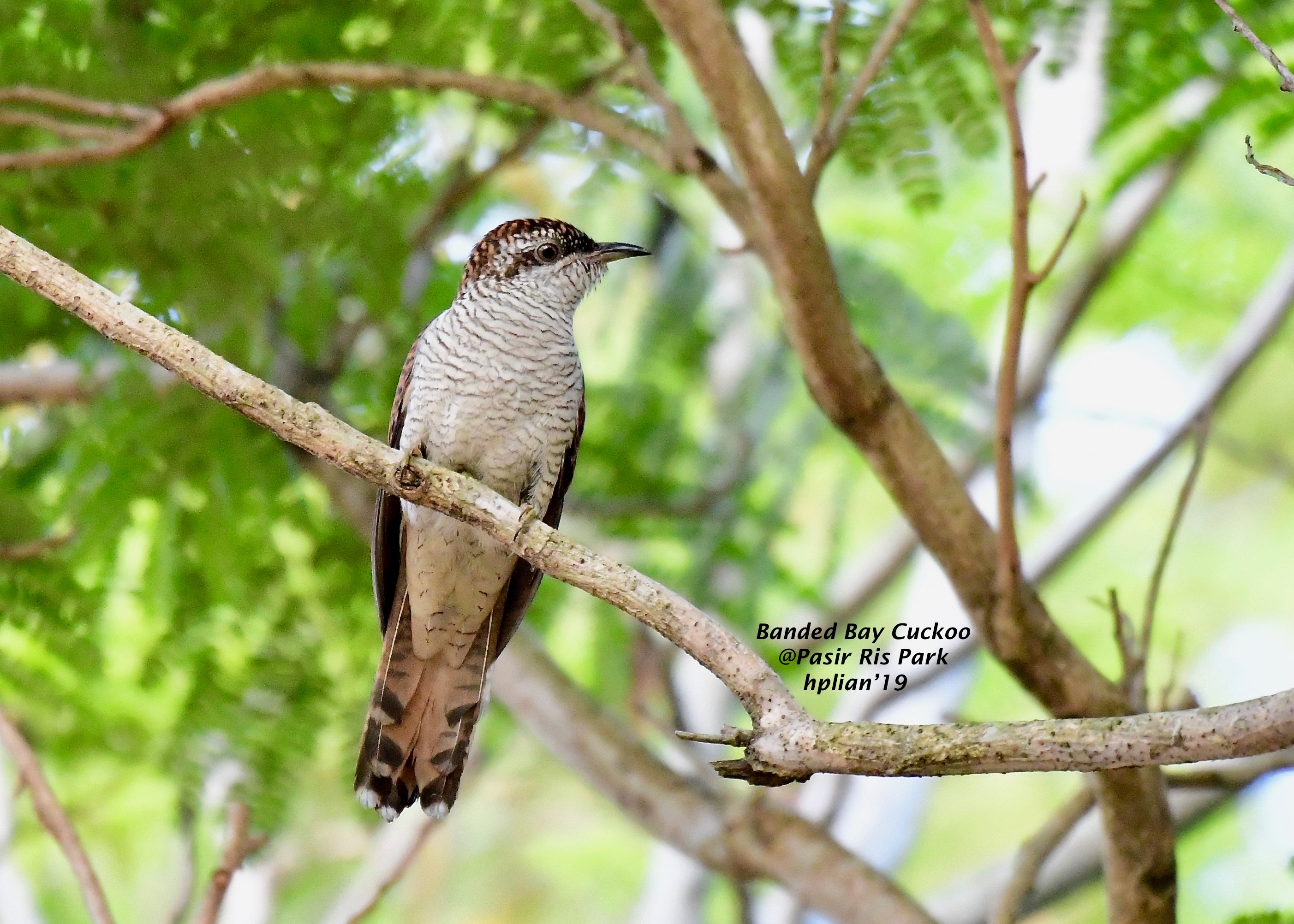 Banded bay cuckoo