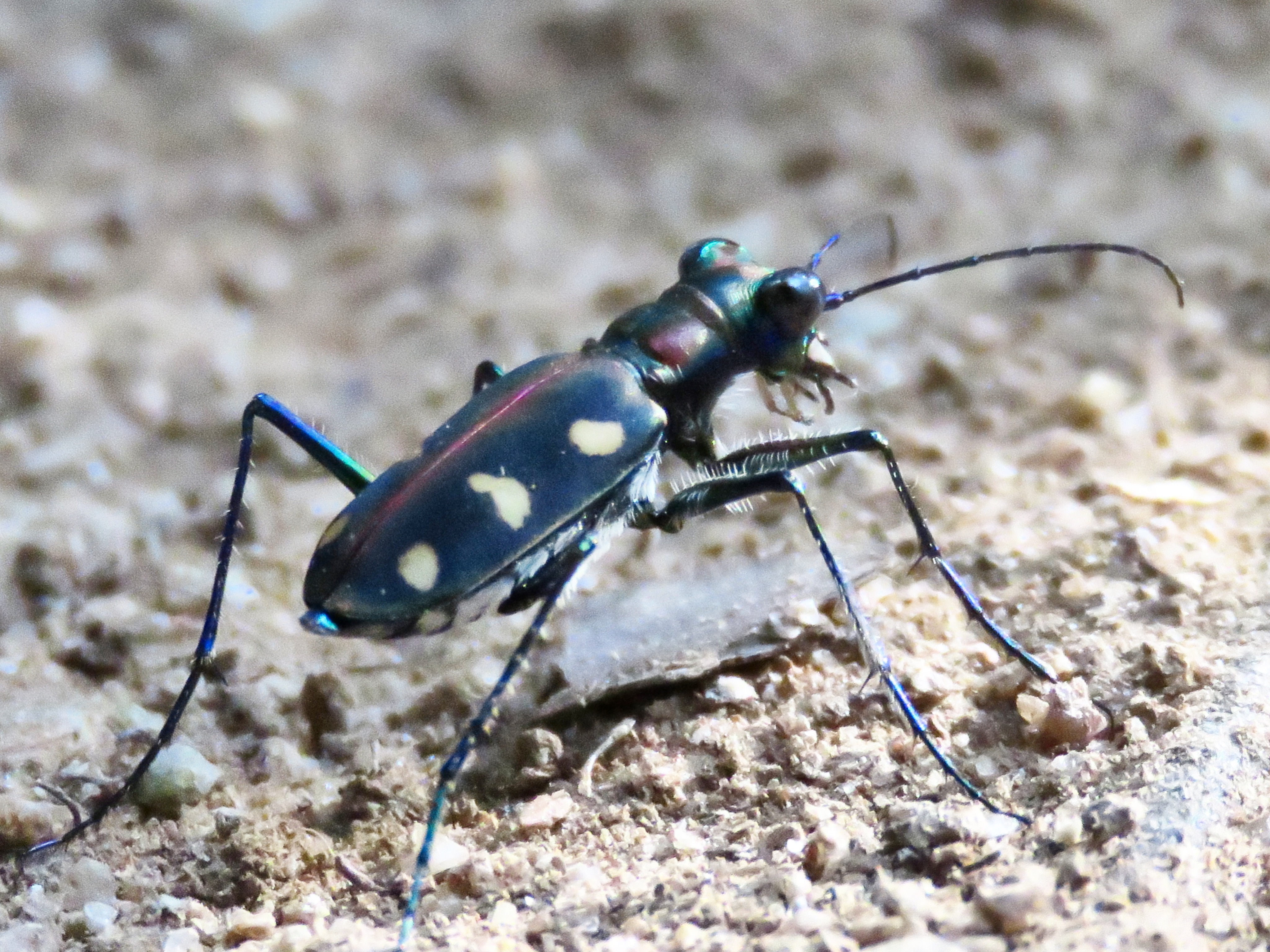 Golden-spotted tiger beetle