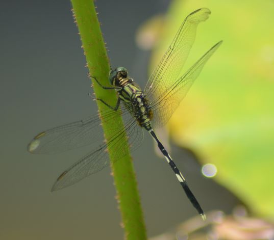 Variegated green skimmer