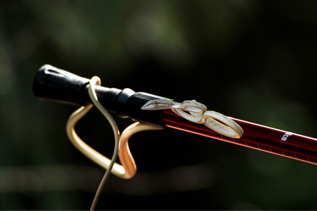 Oriental whip snake