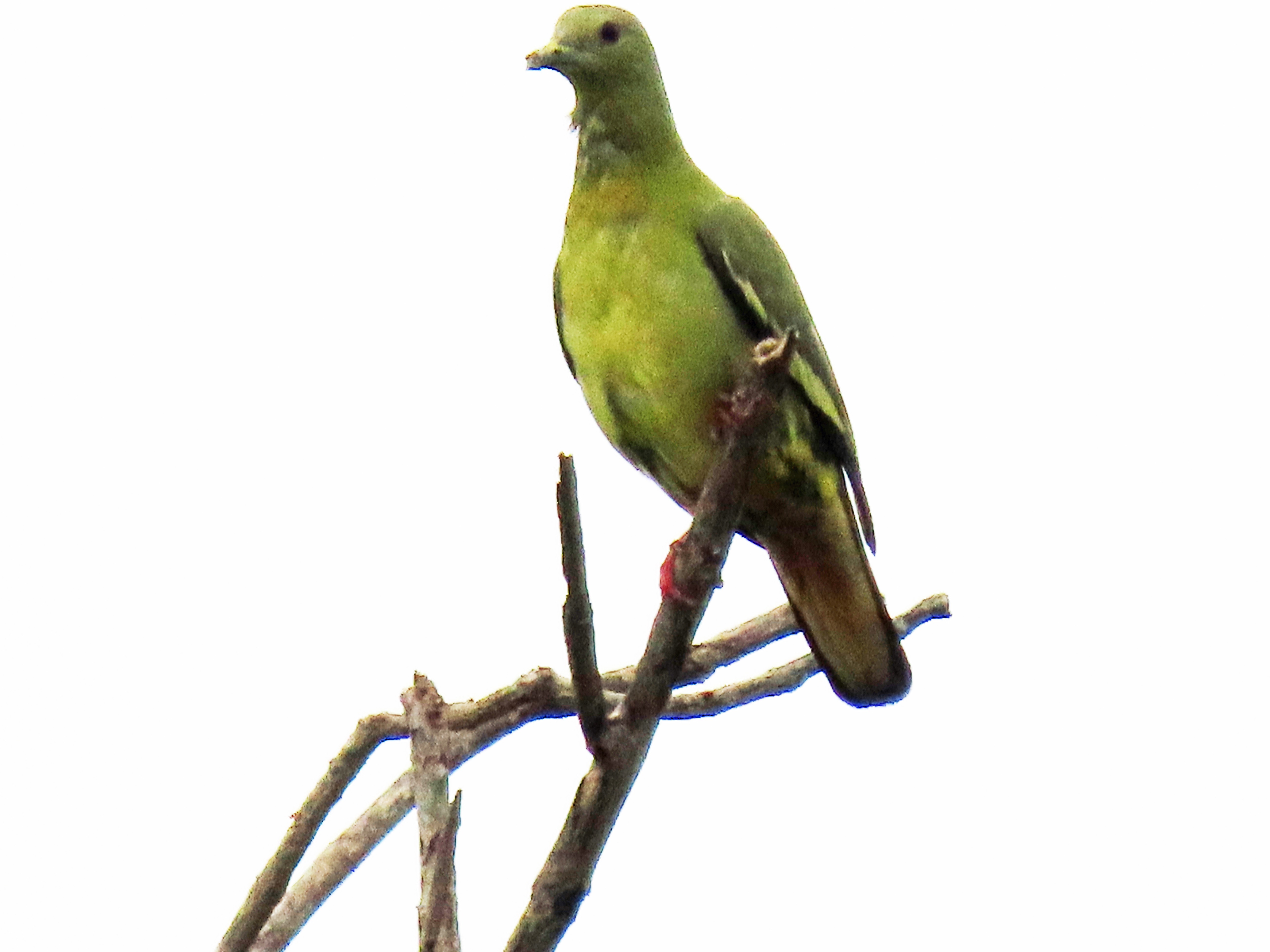 Pink-necked green pigeon