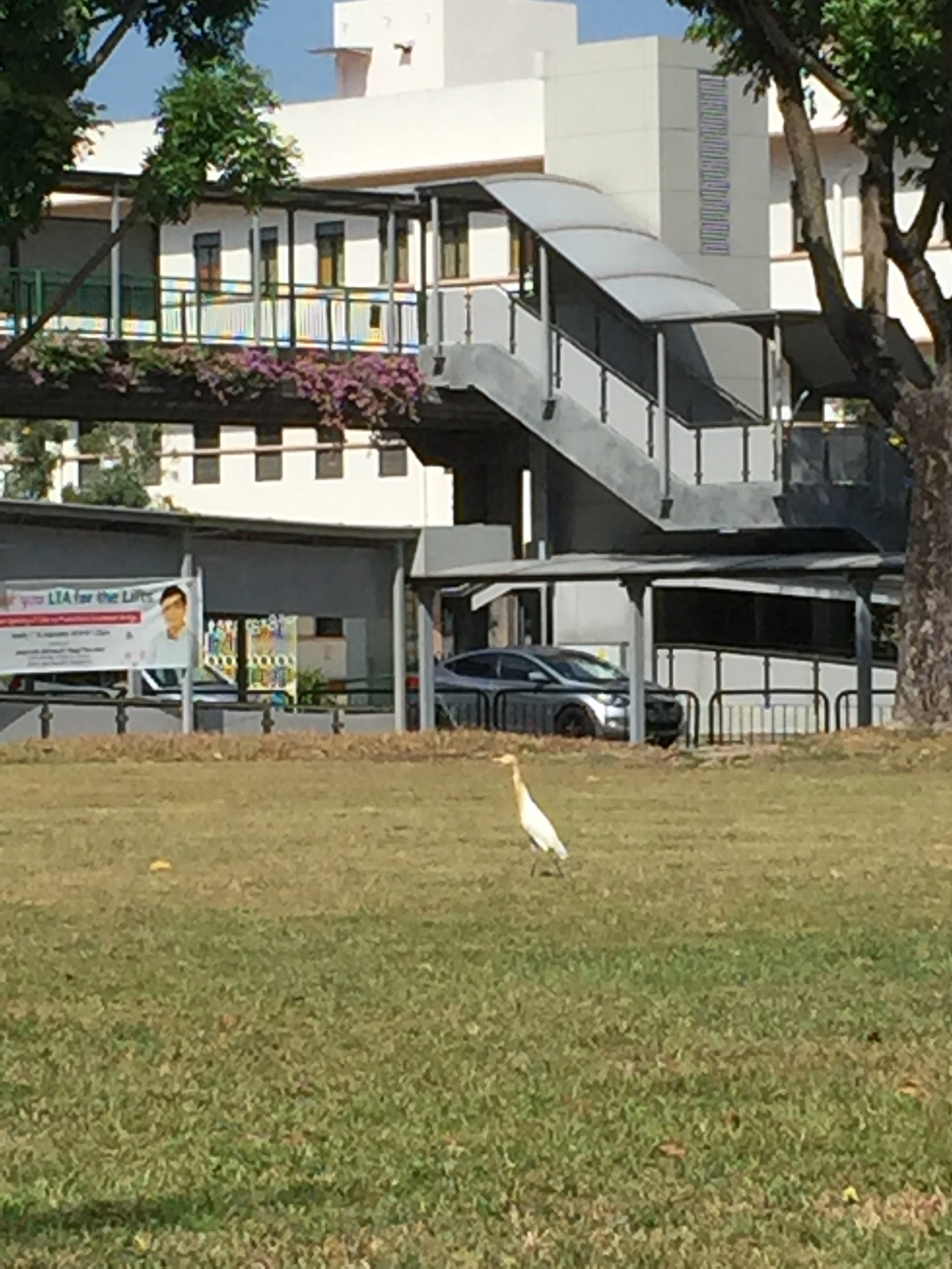 Cattle egret