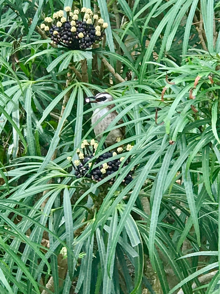 白眉黄臀鹎 yellow-vented bulbul（学名：pycnonotus goiavier）