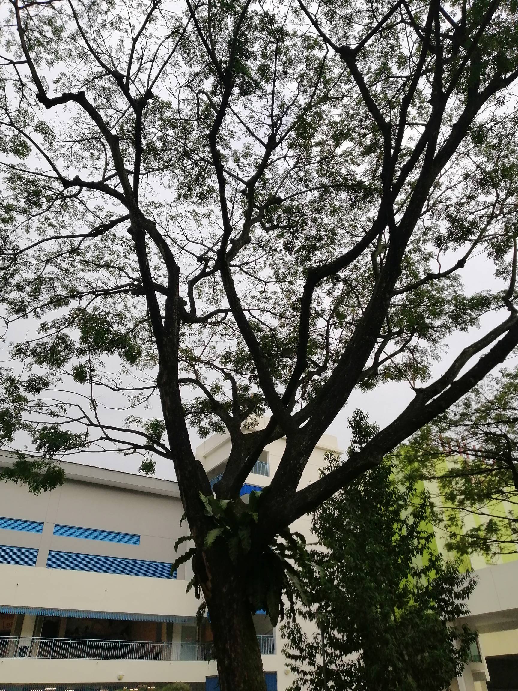 Rain tree
