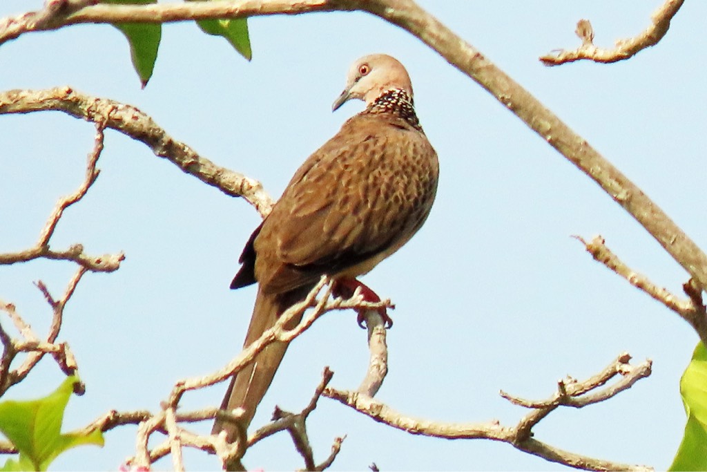 Spotted dove 