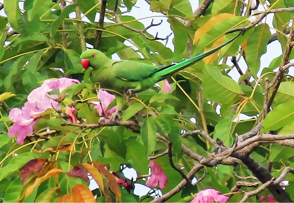 Rose-ringed parakeet