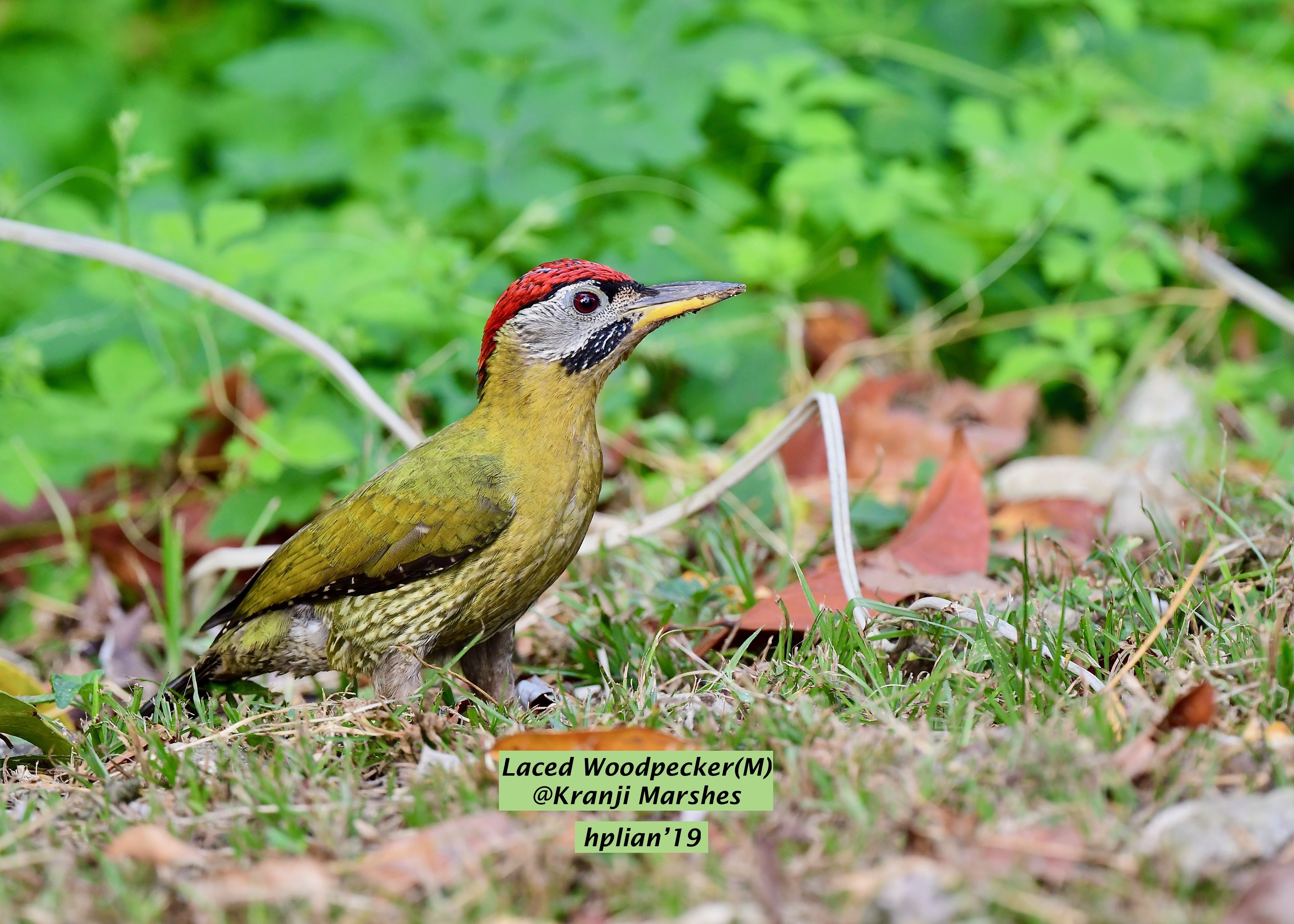 Laced woodpecker(m)