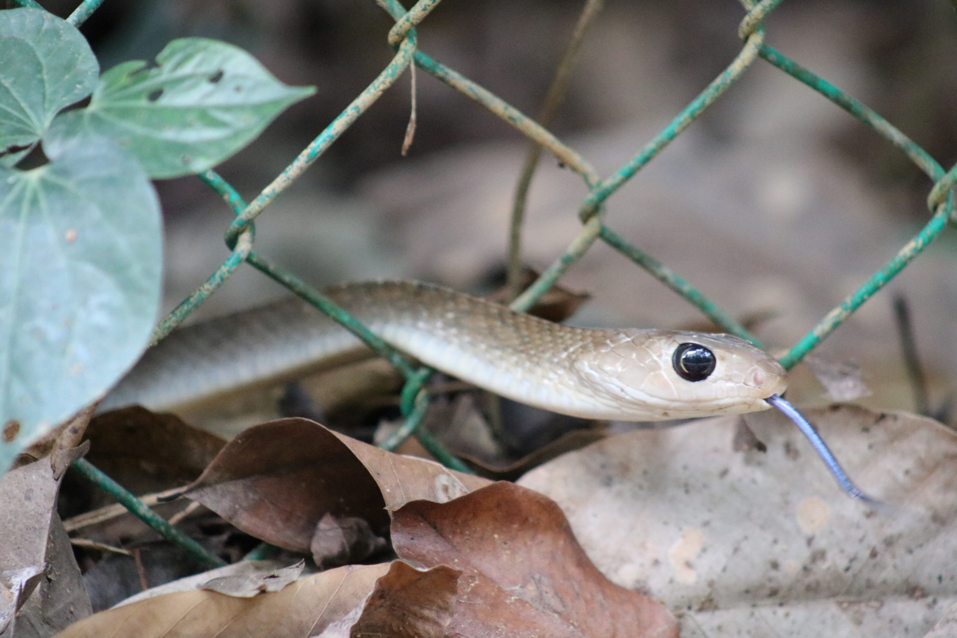 Keeled rat snake