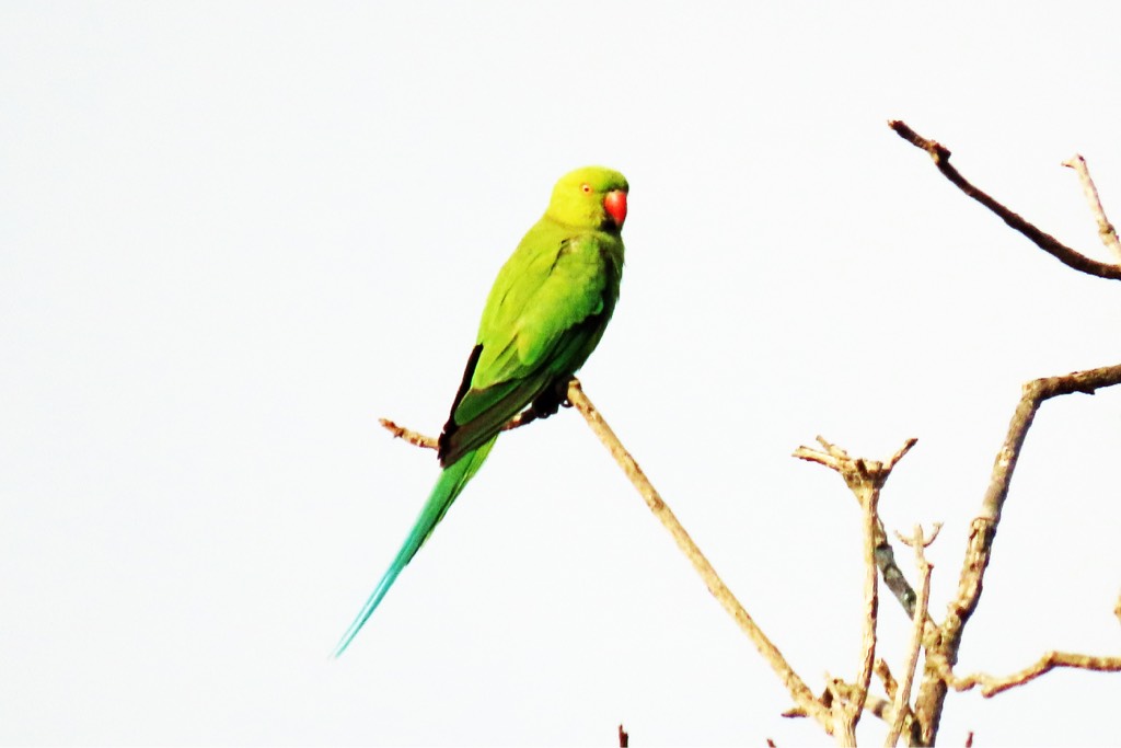 Rose-ringed parakeet (Psittacula krameri) - Biodiversity and ...