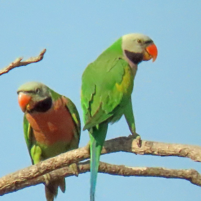 Red-breasted parakeet