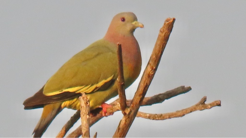 Pink-necked green pigeon