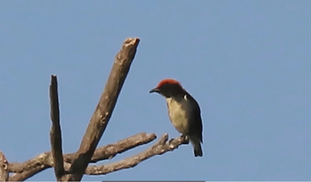 Scarlet-backed flowerpecker