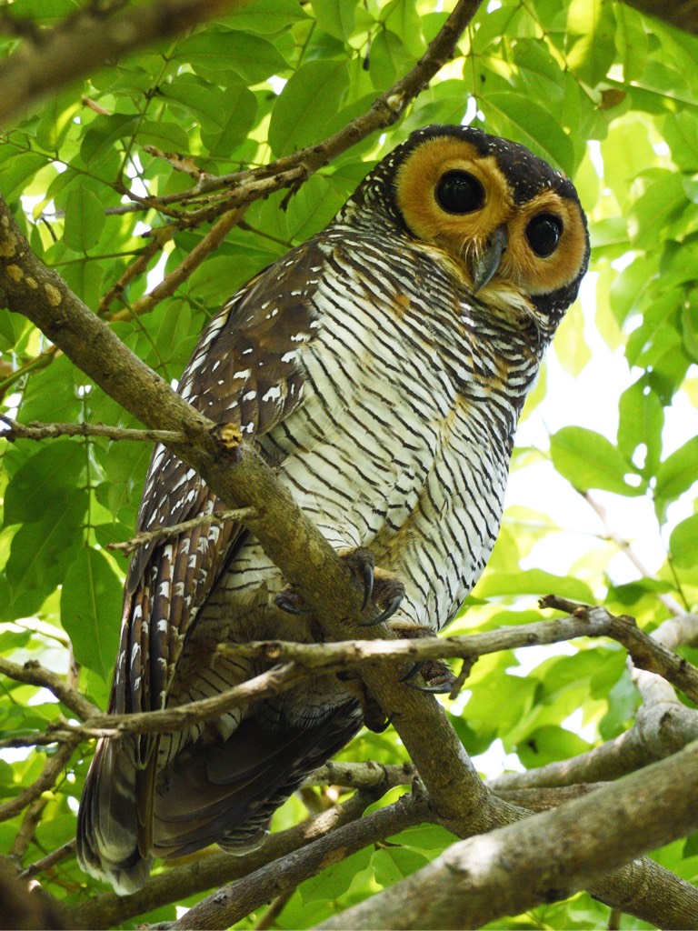 点斑林鸮 spotted wood owl（学名:strix seloputo） (Strix seloputo ...