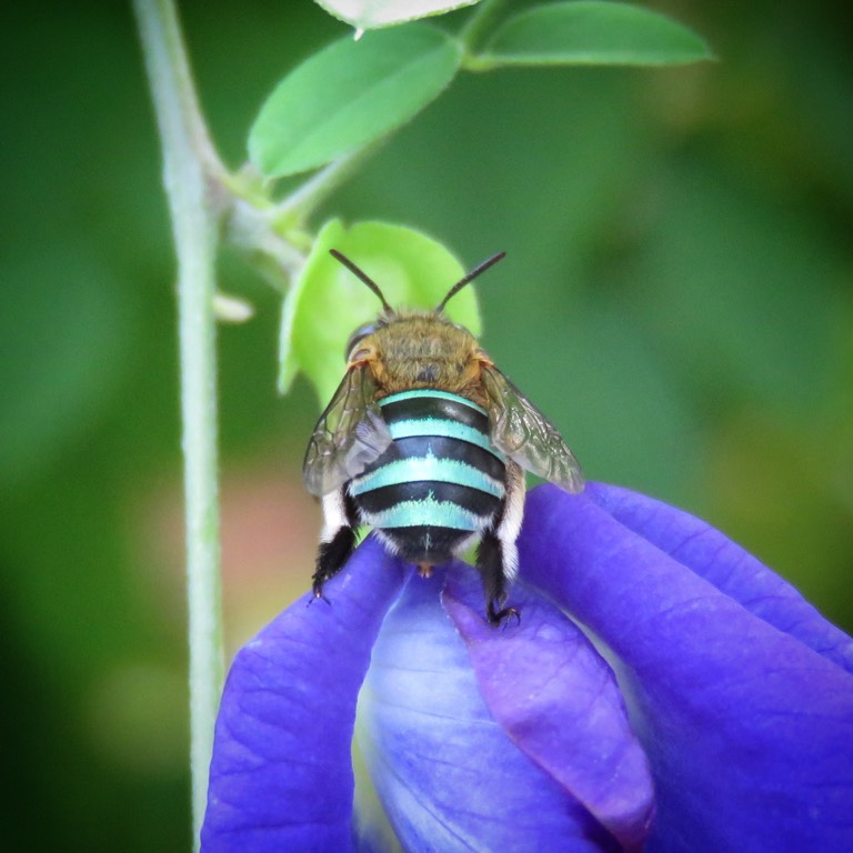 Blue-banded digger bee