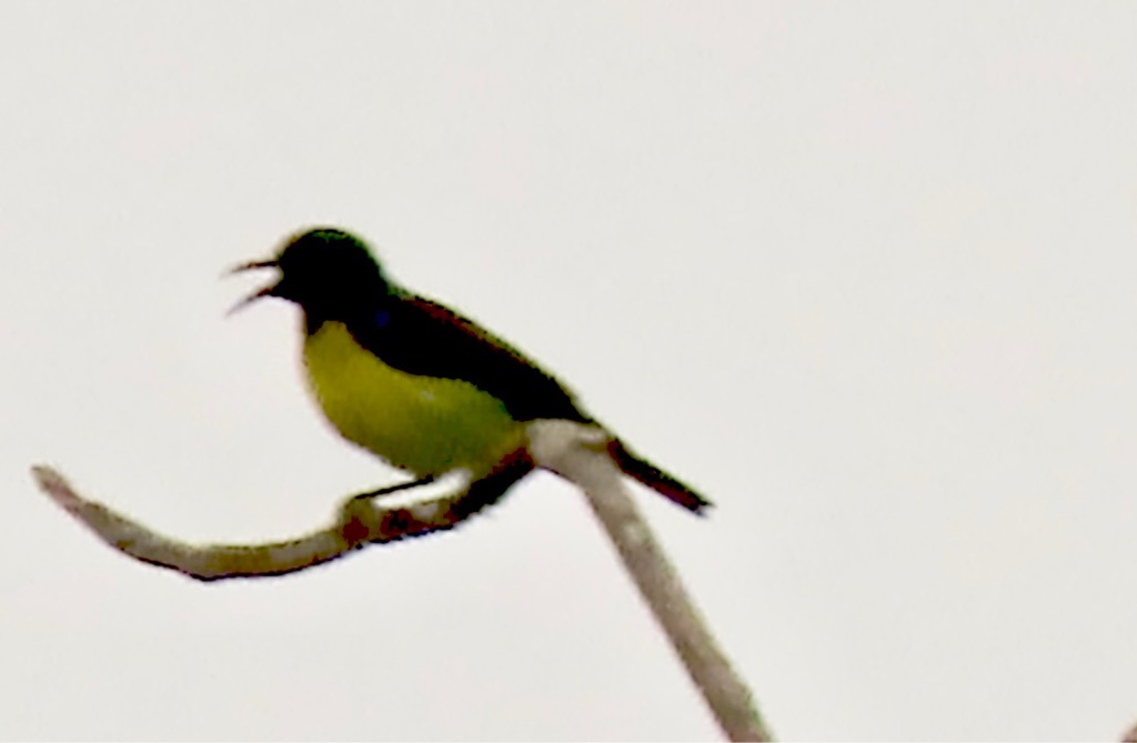 Sunbird 