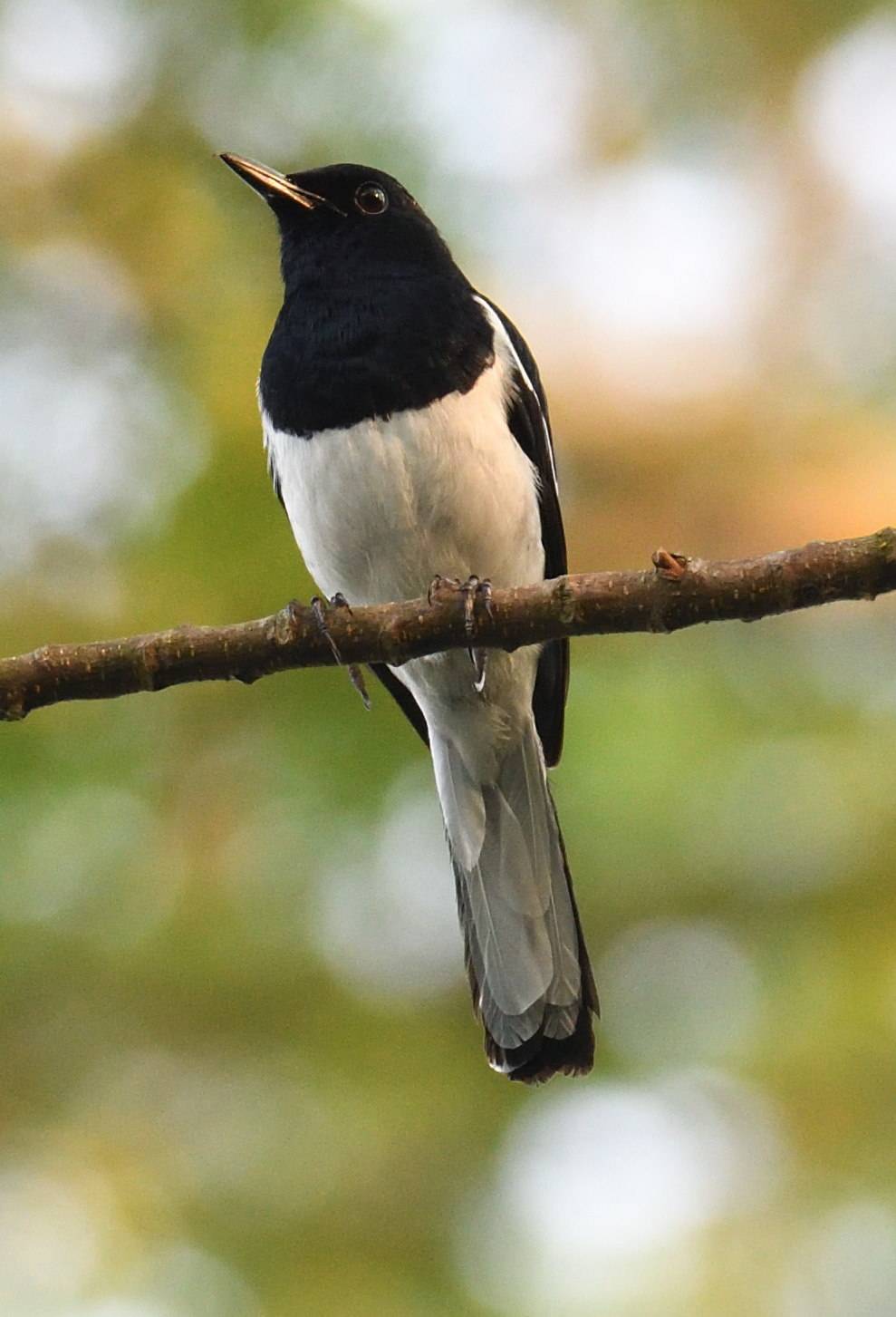 Oriental magpie-robin