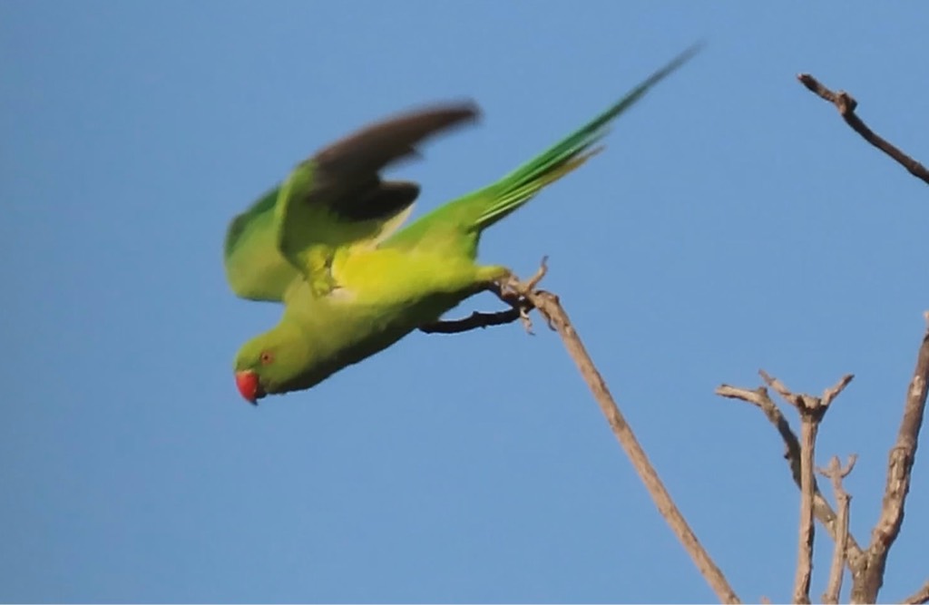 Rose-ringed parakeet