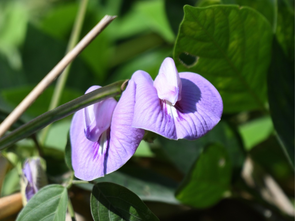 山珠豆 Butterfly Pea 学名 Centrosema Molle Biodiversity And Environment Database System