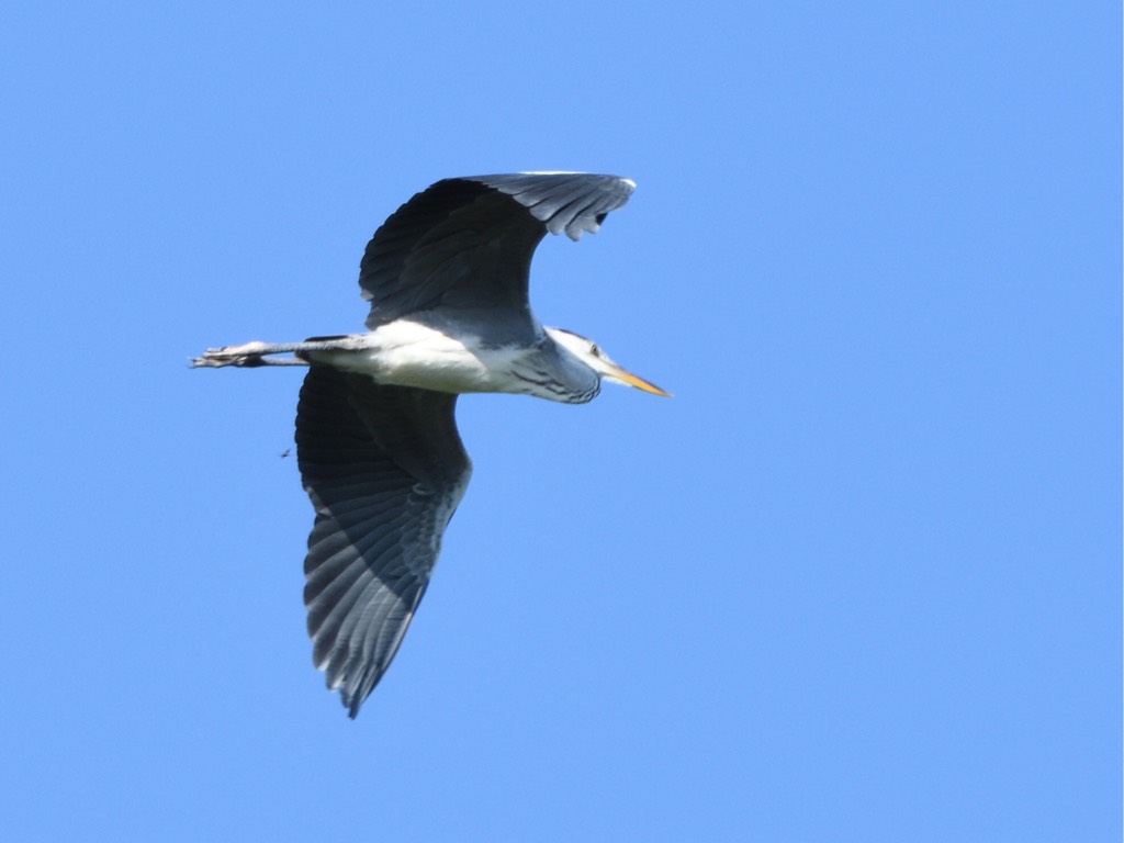 苍鹭 grey heron（学名：ardea cinerea） (Ardea cinerea) - Biodiversity and ...