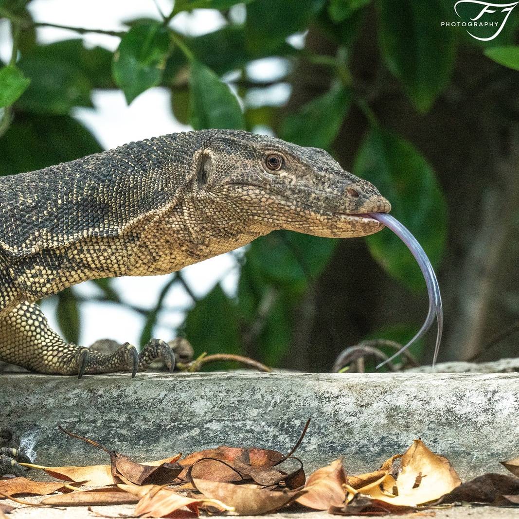 Malayan water monitor