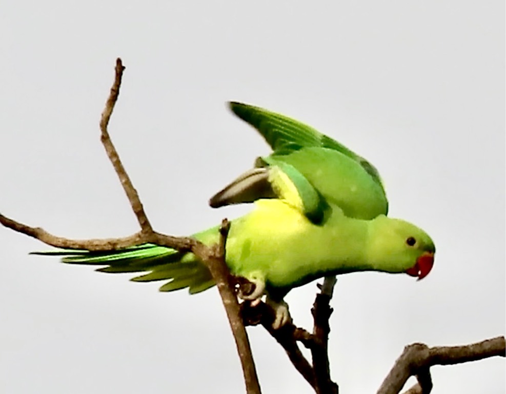 Rose-ringed parakeet