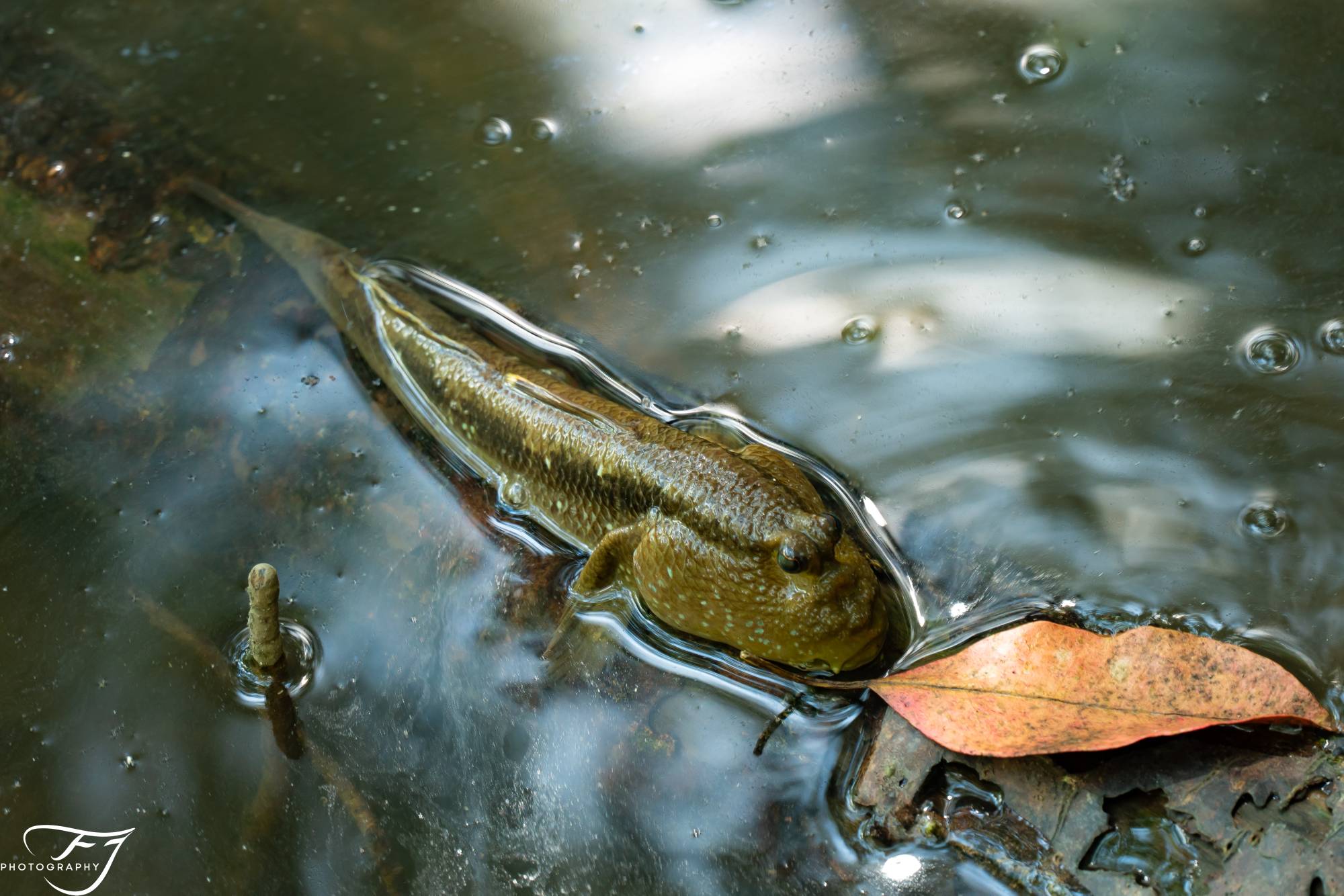 Mudskipper 