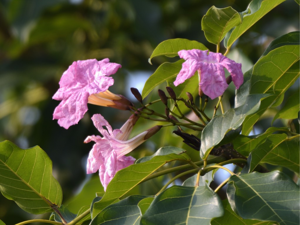 紫绣球，又称粉花风铃木 rosy trumpet tree（学名：tabebuia pentaphylla）