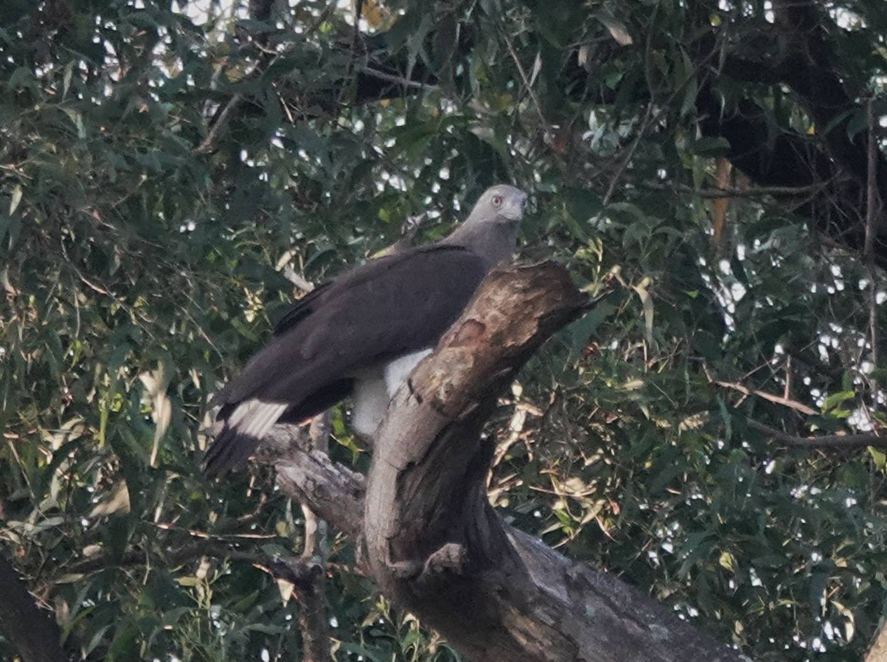 Grey-headed fish eagle