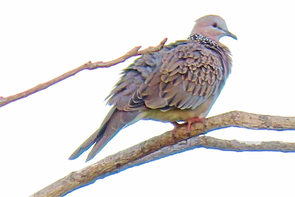 Spotted dove 