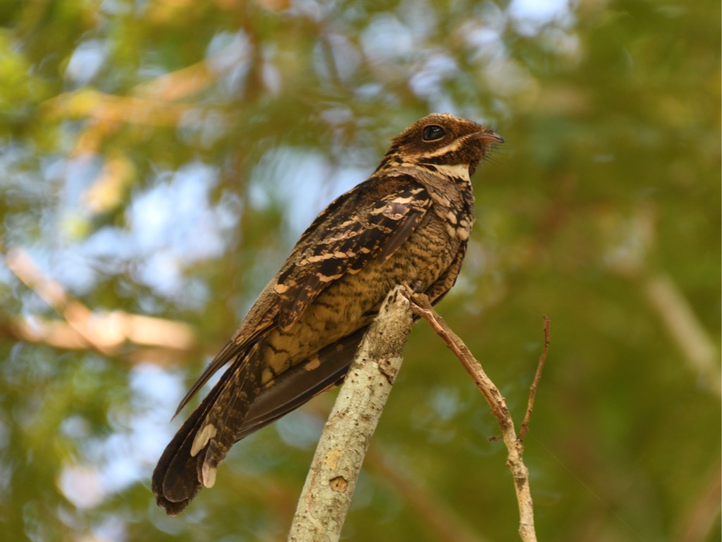 长尾夜鹰双斑亚种 large-tailed nightjar（学名：caprimulgus macrurus bimaculatus，马来语：burung tukang kubur）