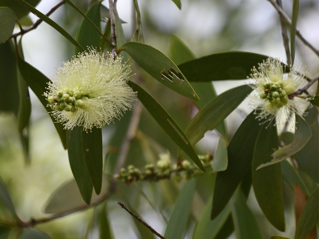 黃金串錢柳 White Cloud Tree，black Tea-tree（学名：melaleuca Bracteata 