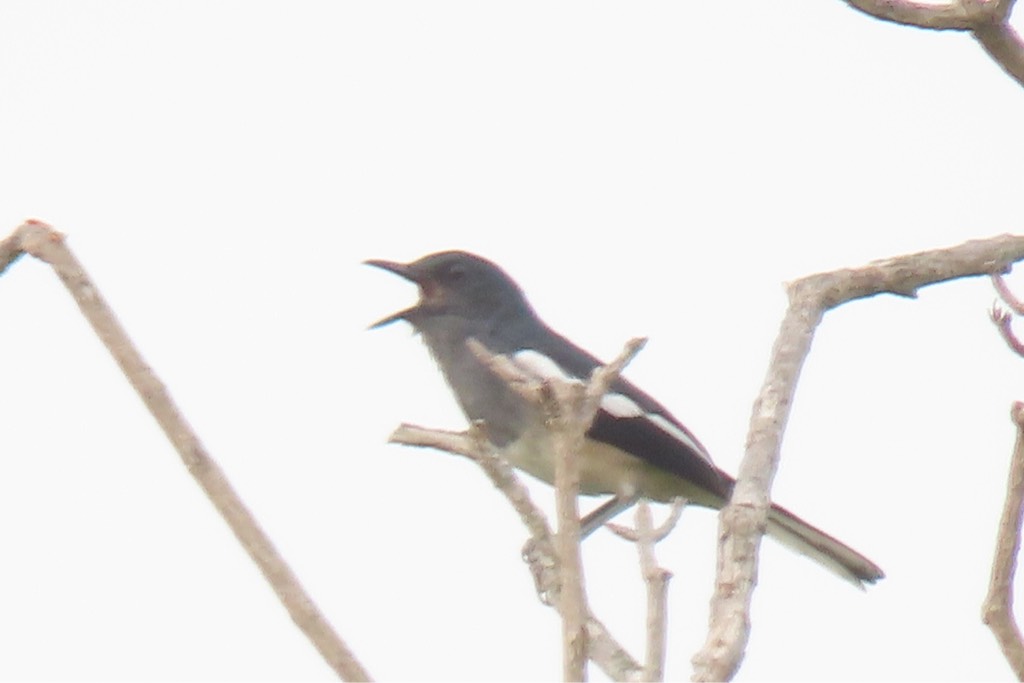 Oriental magpie-robin 