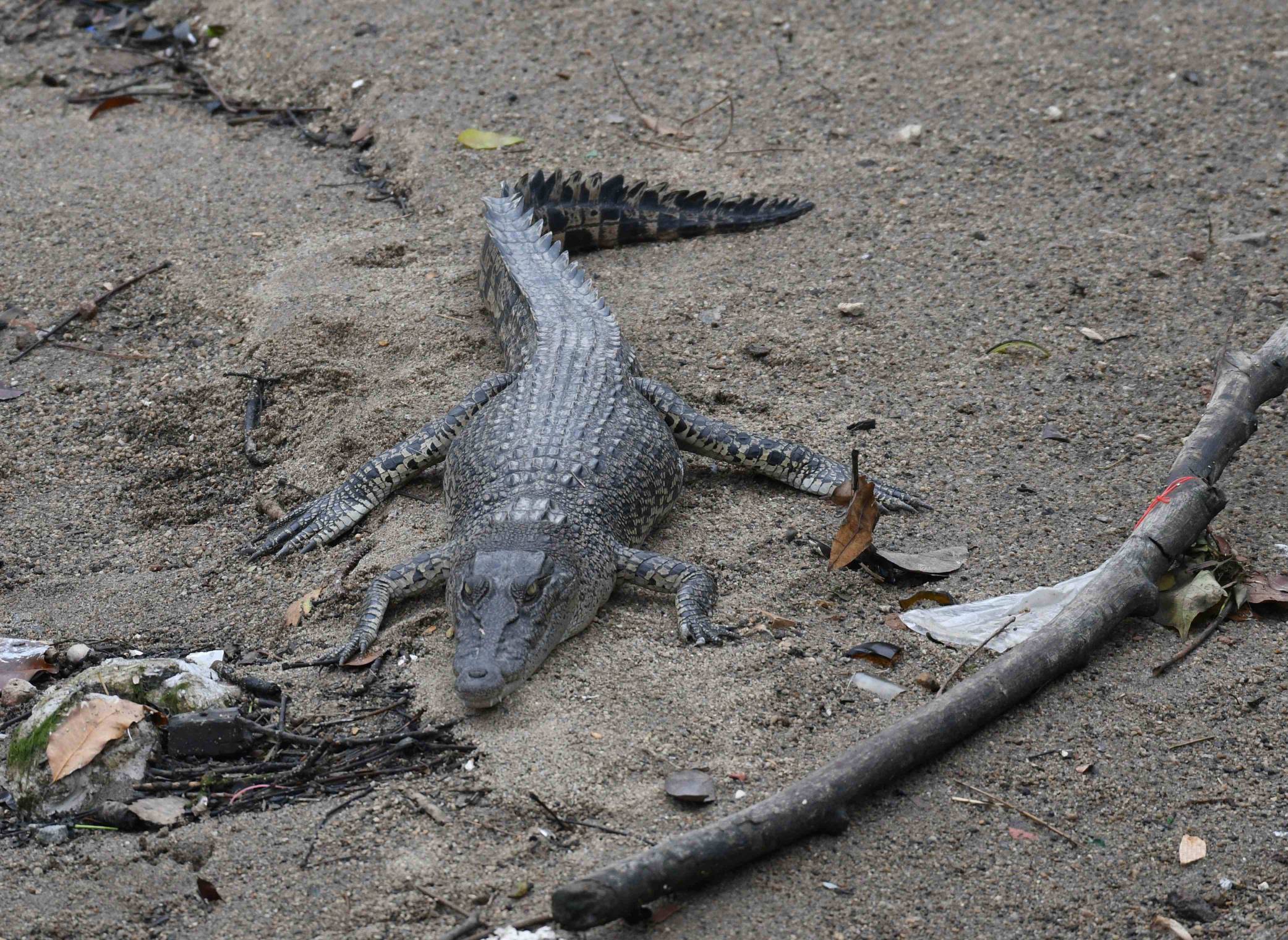 Estuarine crocodile