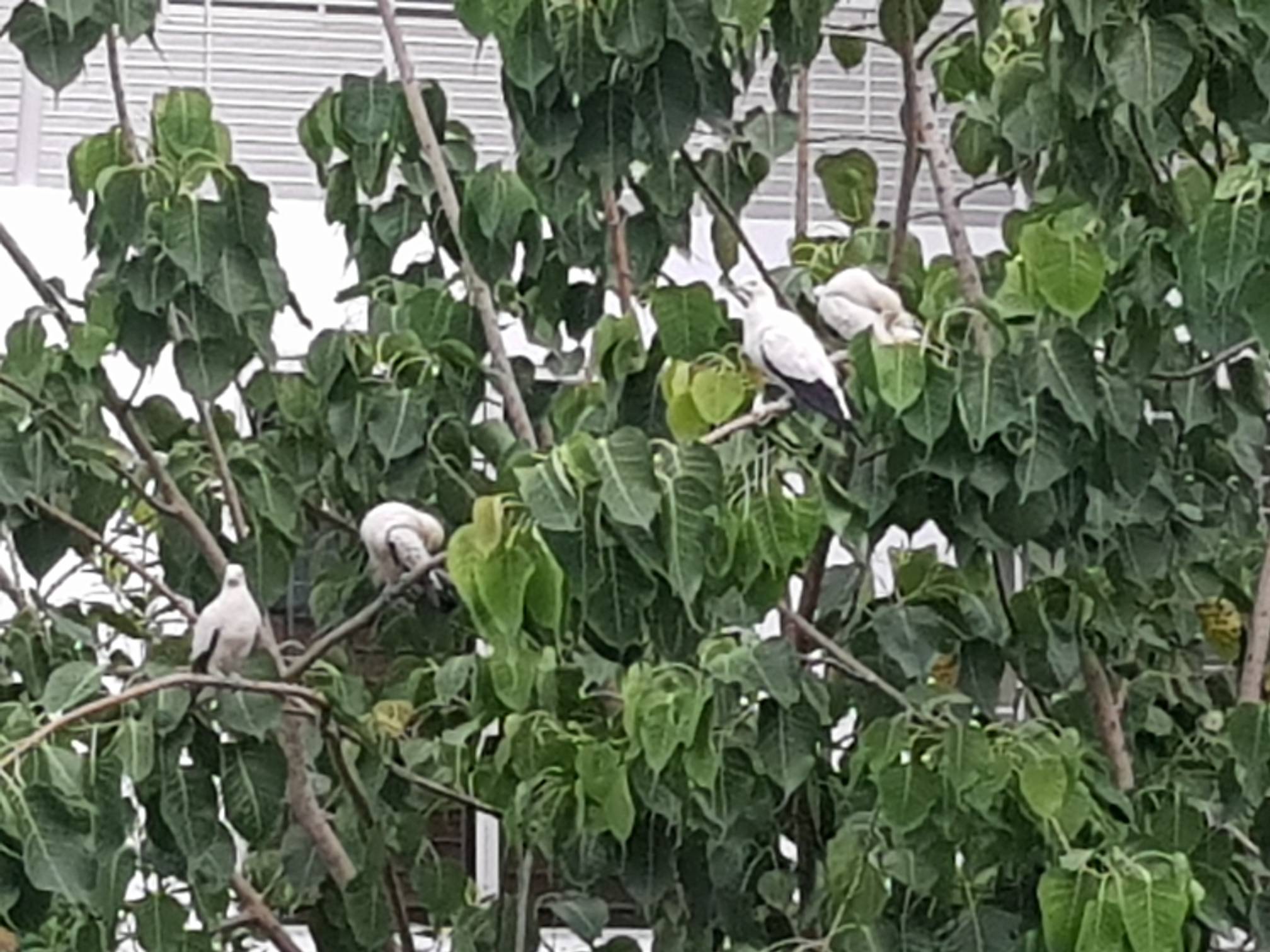 Pied imperial pigeons