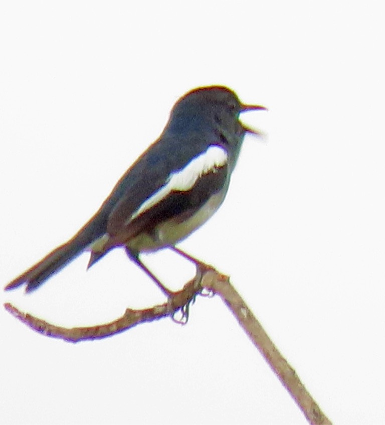 Oriental magpie-robin