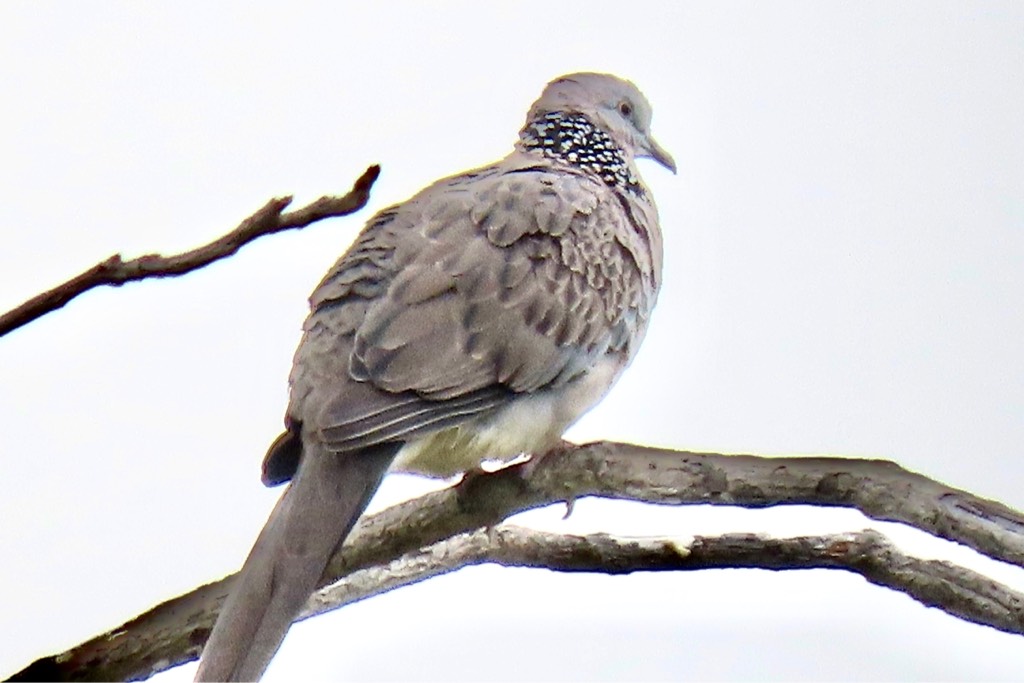 Spotted dove 