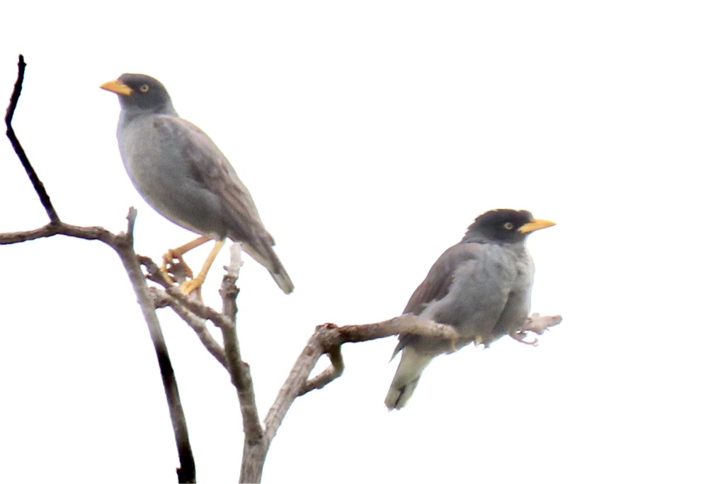 Javan myna