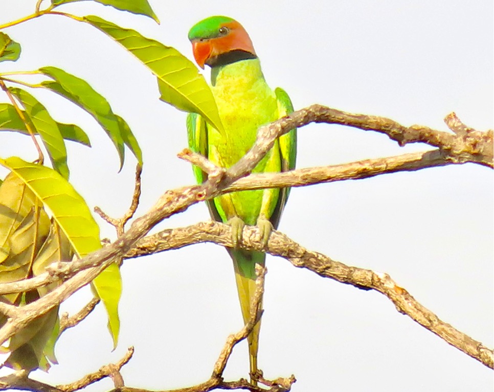 Long-tailed parakeet