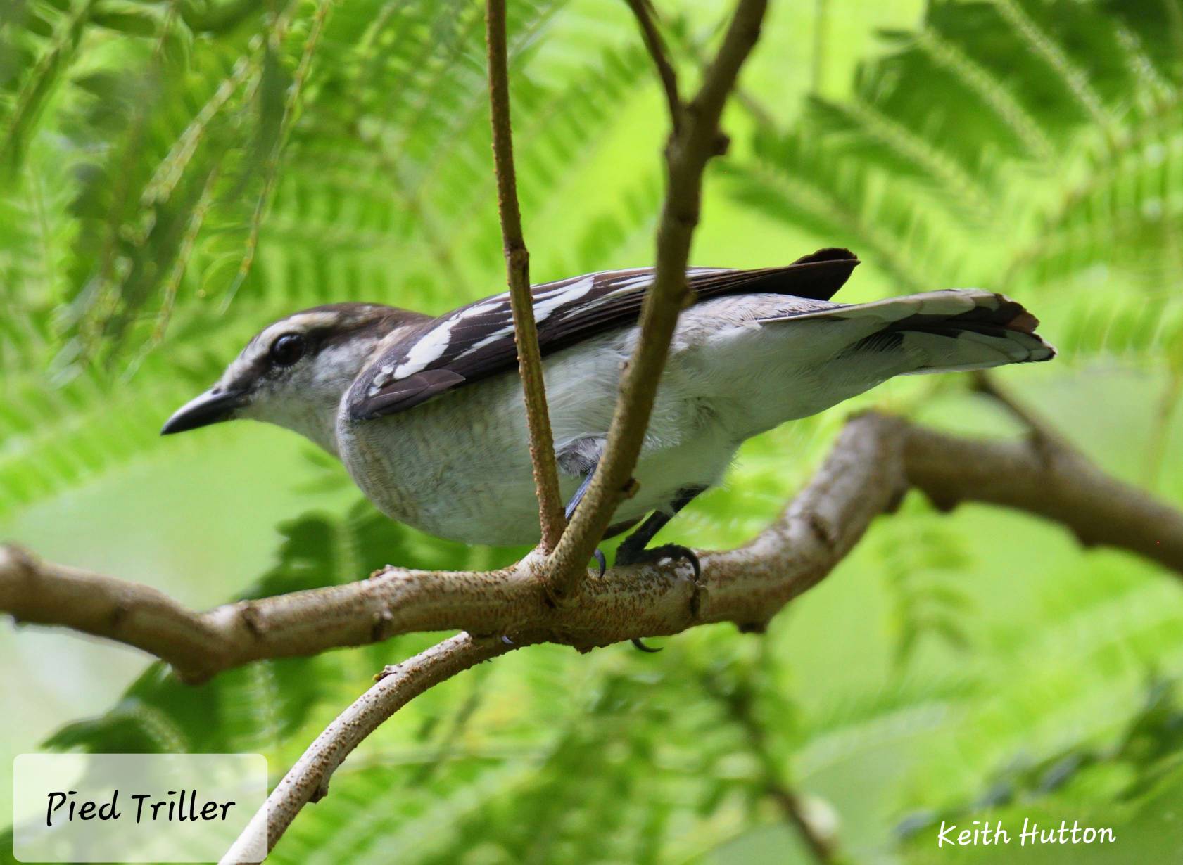 Pied triller