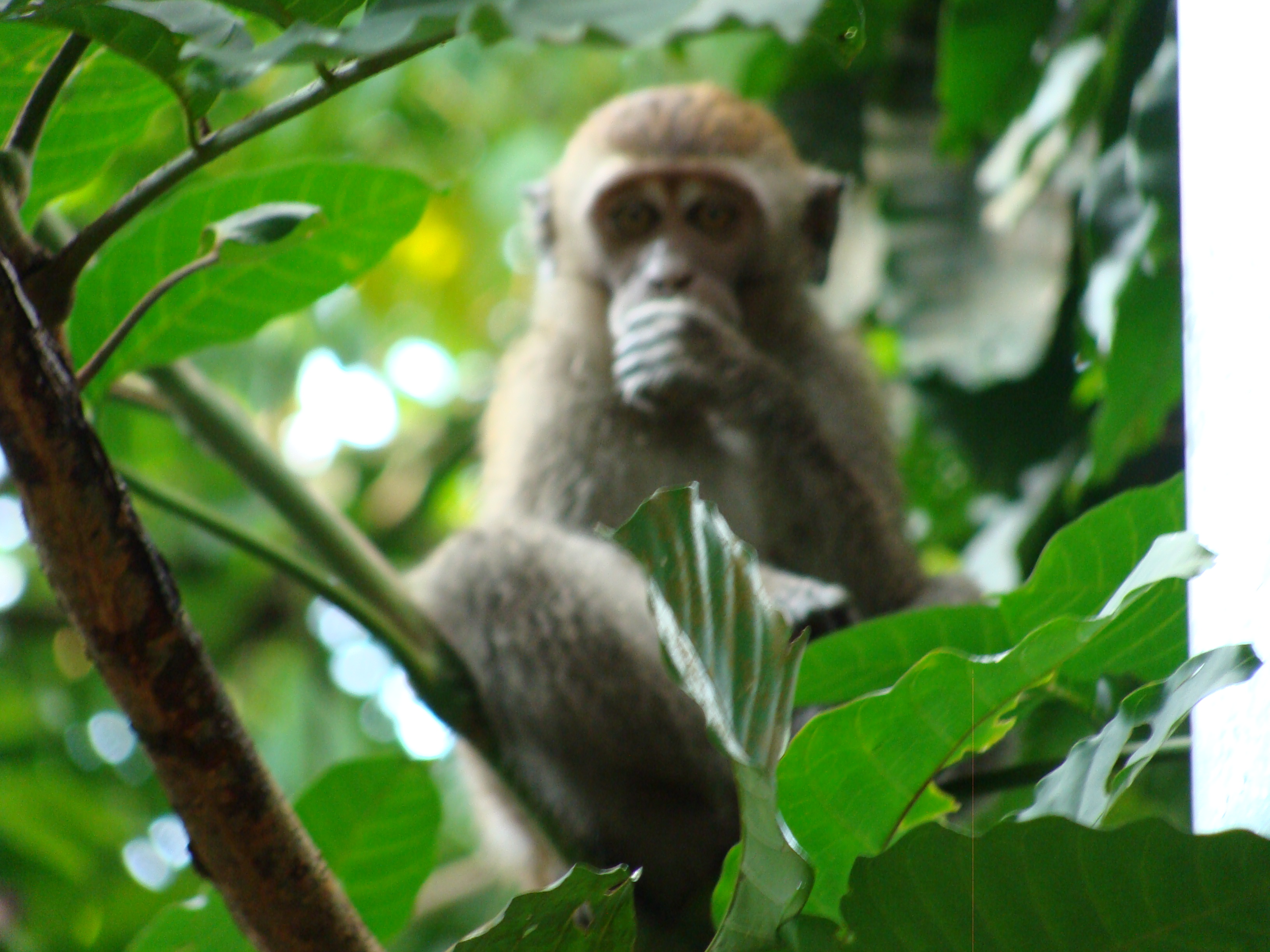 Long-tailed macaque