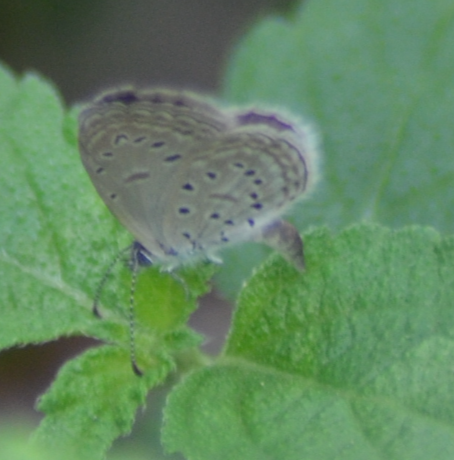 Pygmy grass blue